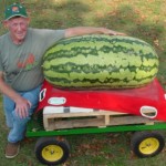 Giant Watermelon Picture - 255 Mitchell