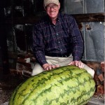 Giant Watermelon Picture - 211 Boyette