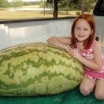 Giant Watermelon Picture - 151 Johnston