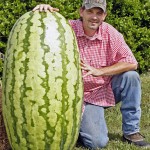 Giant Watermelon Picture - 282 Dawson-2011