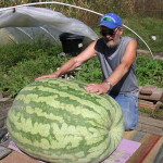 Giant Watermelon Picture - 316 Edwards