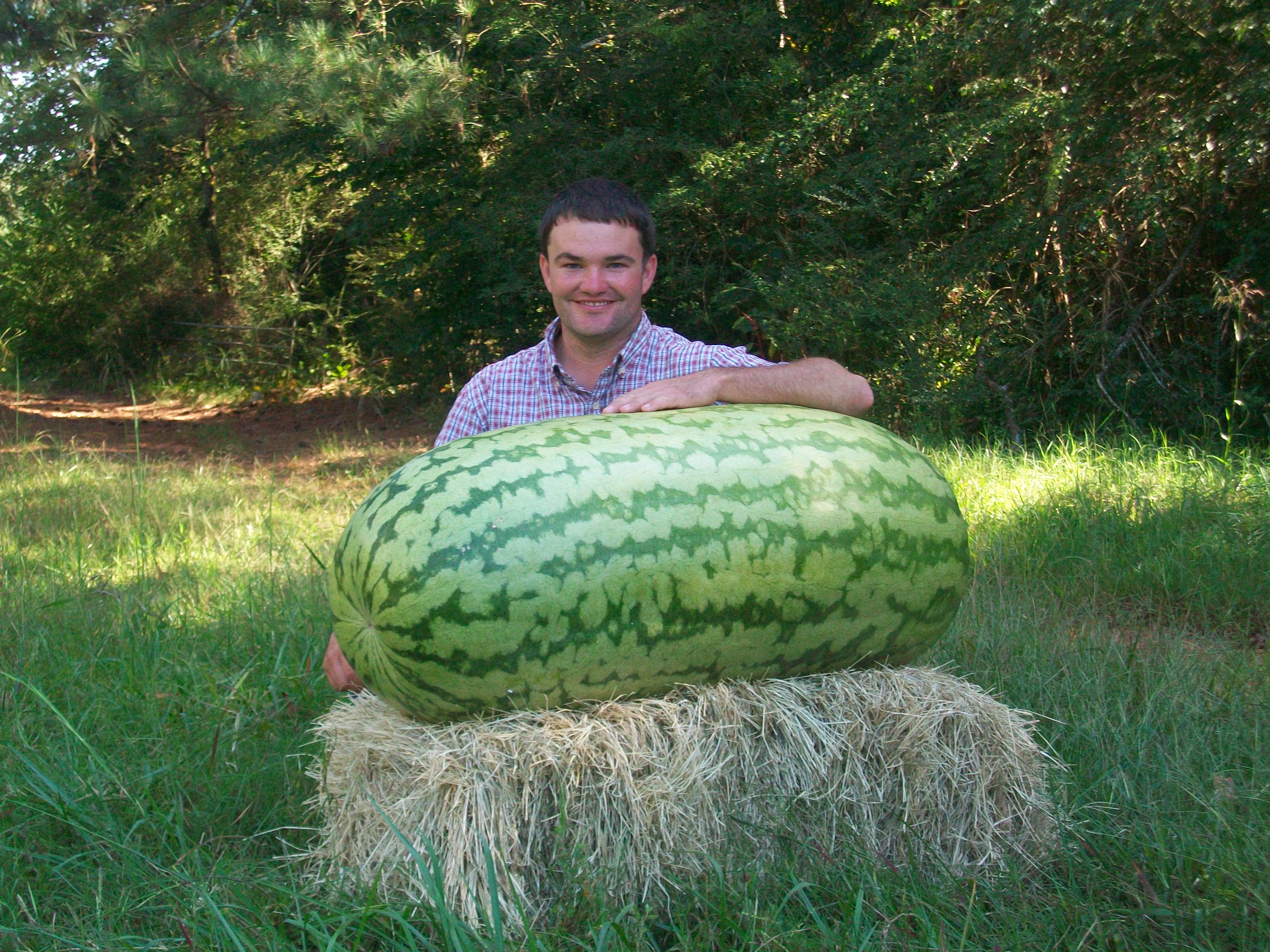 Широкий арбуз. Giant Watermelon 'Iwanaga giant' f1 Seeds. Арбуз 150 кг. Арбуз 130 кг.